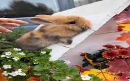 Mini Lop rabbits for sale: Lop & Lion head Rabbit  - Image 3