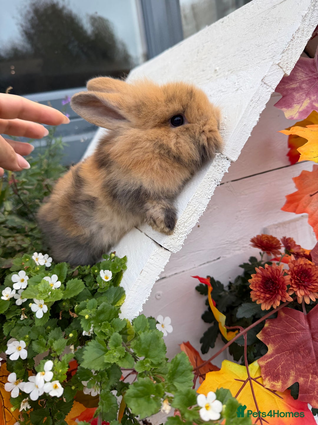 Mini Lop rabbits for sale: Lop & Lion head Rabbit  - Image 3
