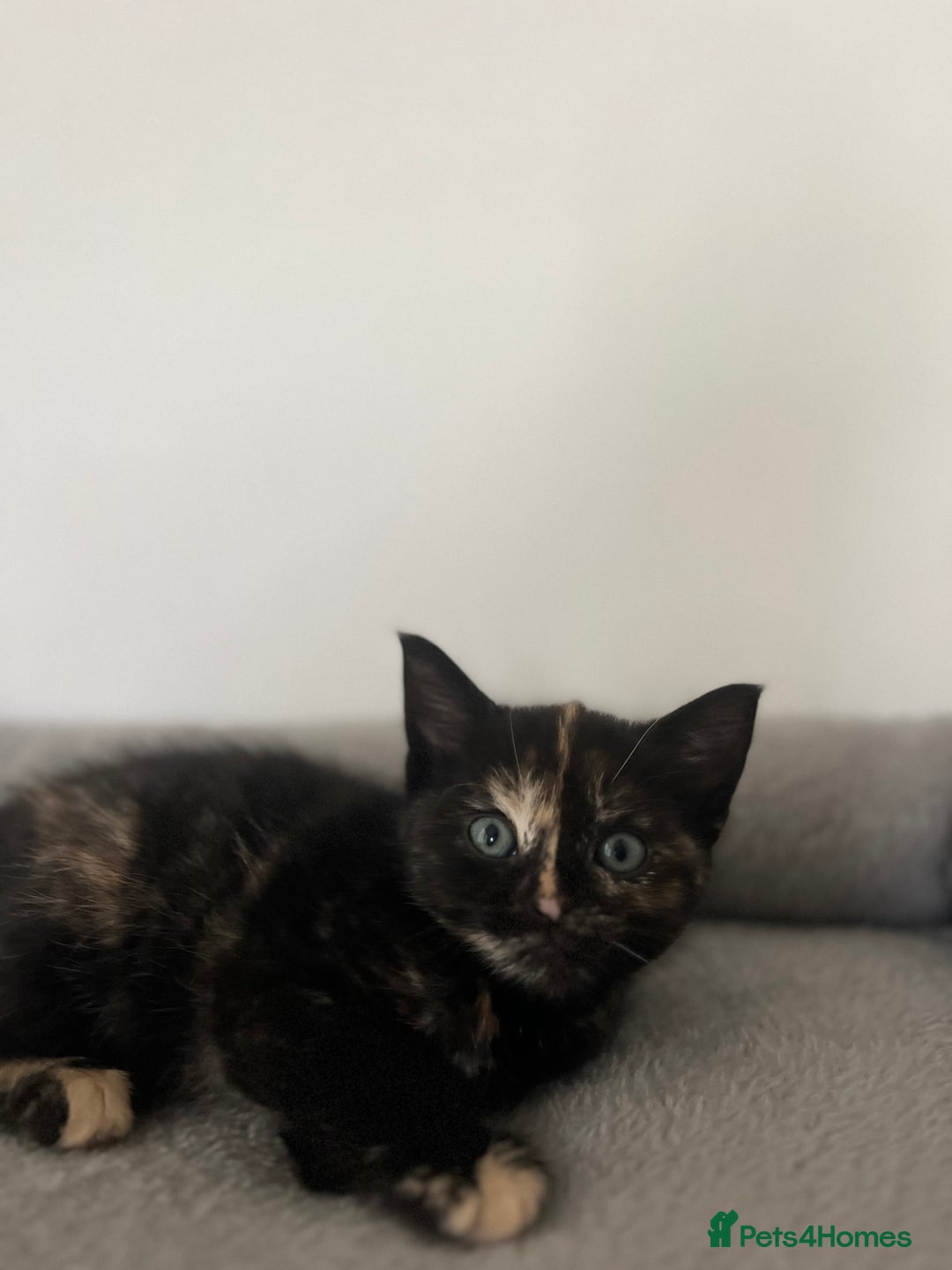 Mixed Breed cats for sale: Healthy, loved, well behaved and clean kittens - Image 8