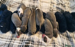 Mixed Breed dogs for sale: Whippet x Italian greyhounds for sale  - Image 10