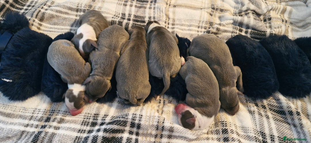 Mixed Breed dogs for sale: Whippet x Italian greyhounds for sale  - Image 10