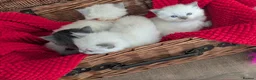 Ragdoll cats for sale: 4 beautiful Ragdoll Turkish Van kittens - Advert 3