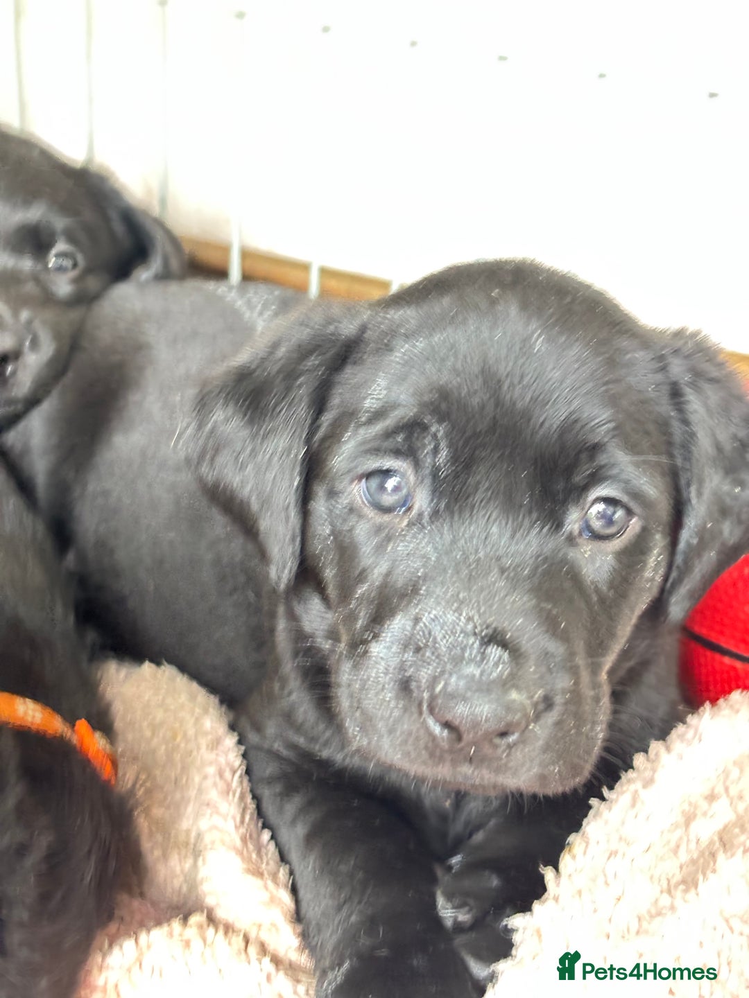 Labrador Retriever dogs for sale: Fully health tested kc reg Labrador puppies  - Image 5