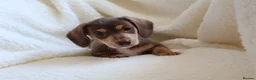 Miniature Dachshund dogs for sale: Miniature Dachshund  - Advert 14
