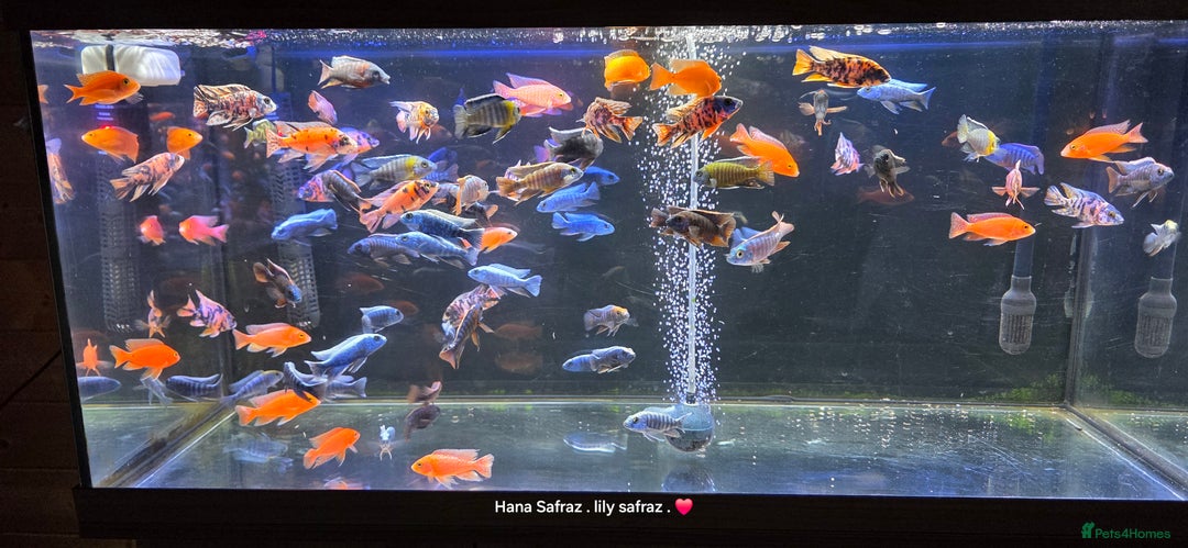 Cichlids fish for sale: Malawi peacocks and haps - Advert 2