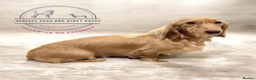 Miniature Dachshund dogs for sale: KC Registered Cream Long Hair Miniature Dachshunds - Advert 10