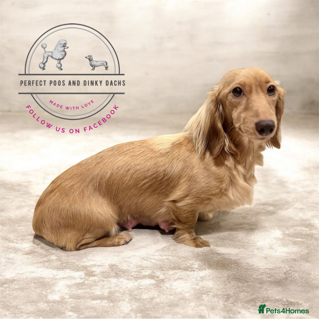 Miniature Dachshund dogs for sale: KC Registered Cream Long Hair Miniature Dachshunds - Advert 10