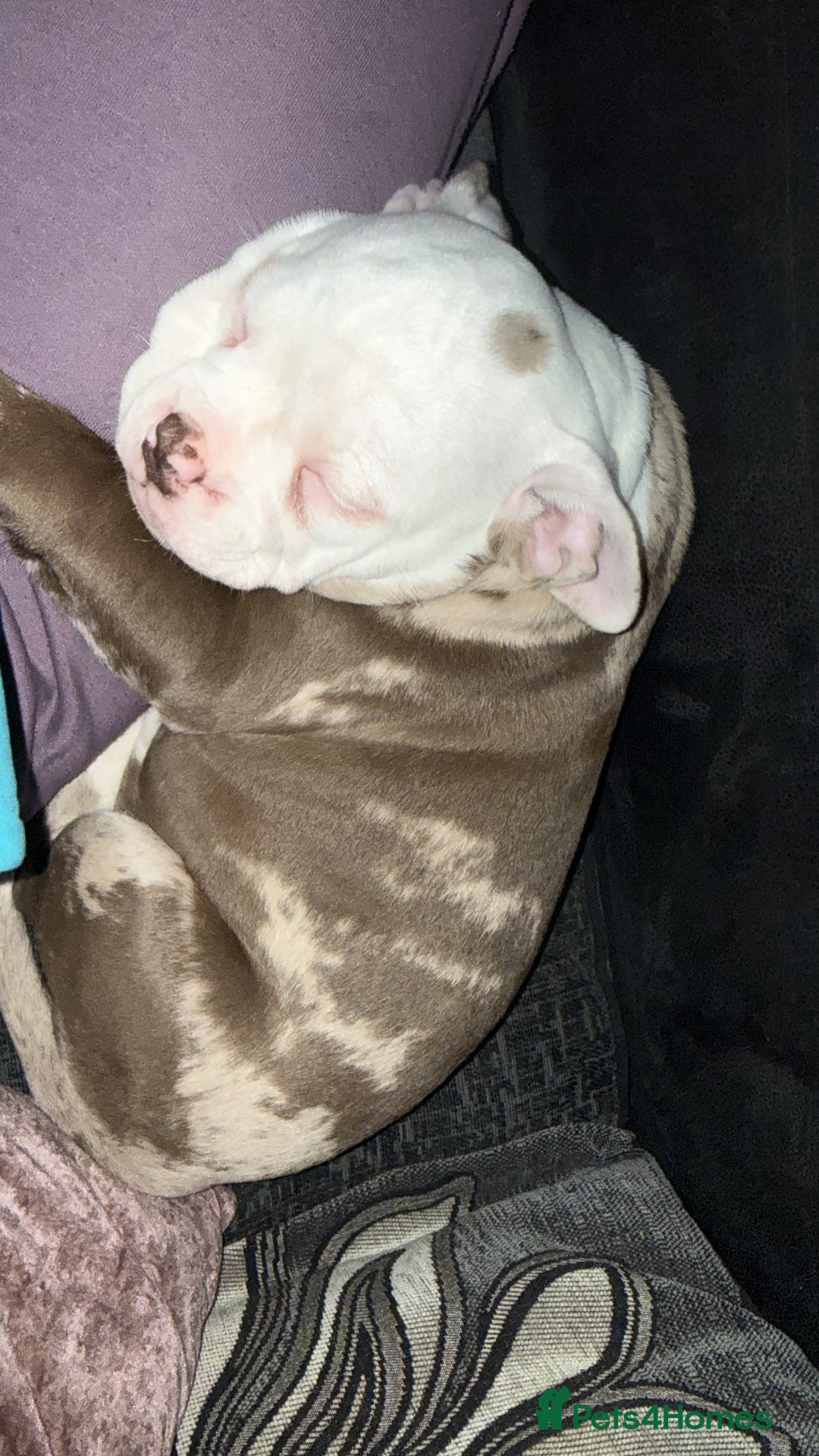 Old Tyme Bulldog dogs for sale: Old Tyme English Bulldog  - Advert 4