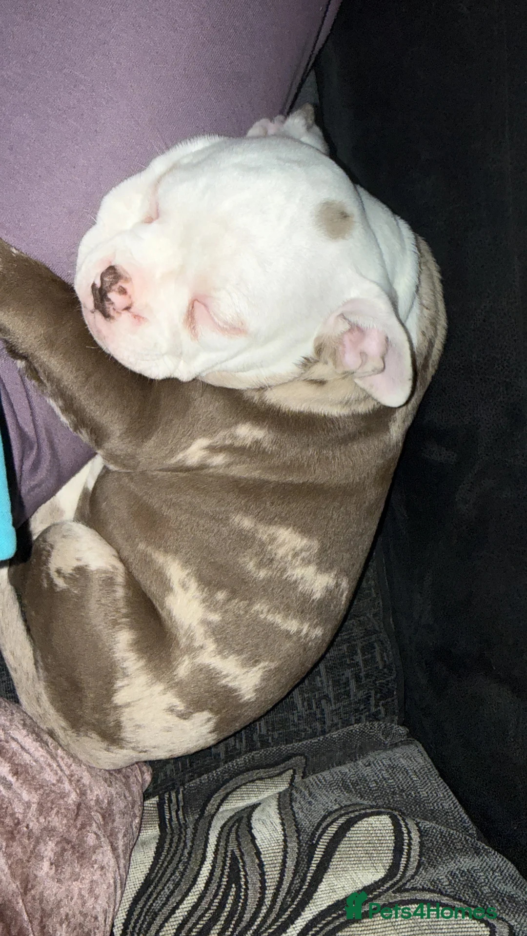 Old Tyme Bulldog dogs for sale: Old Tyme English Bulldog  - Advert 4