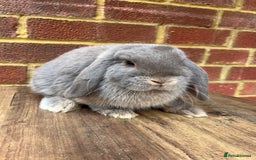 Mini Lop rabbits for sale: 5 month old male lilac otter - vaccinated - Image 3
