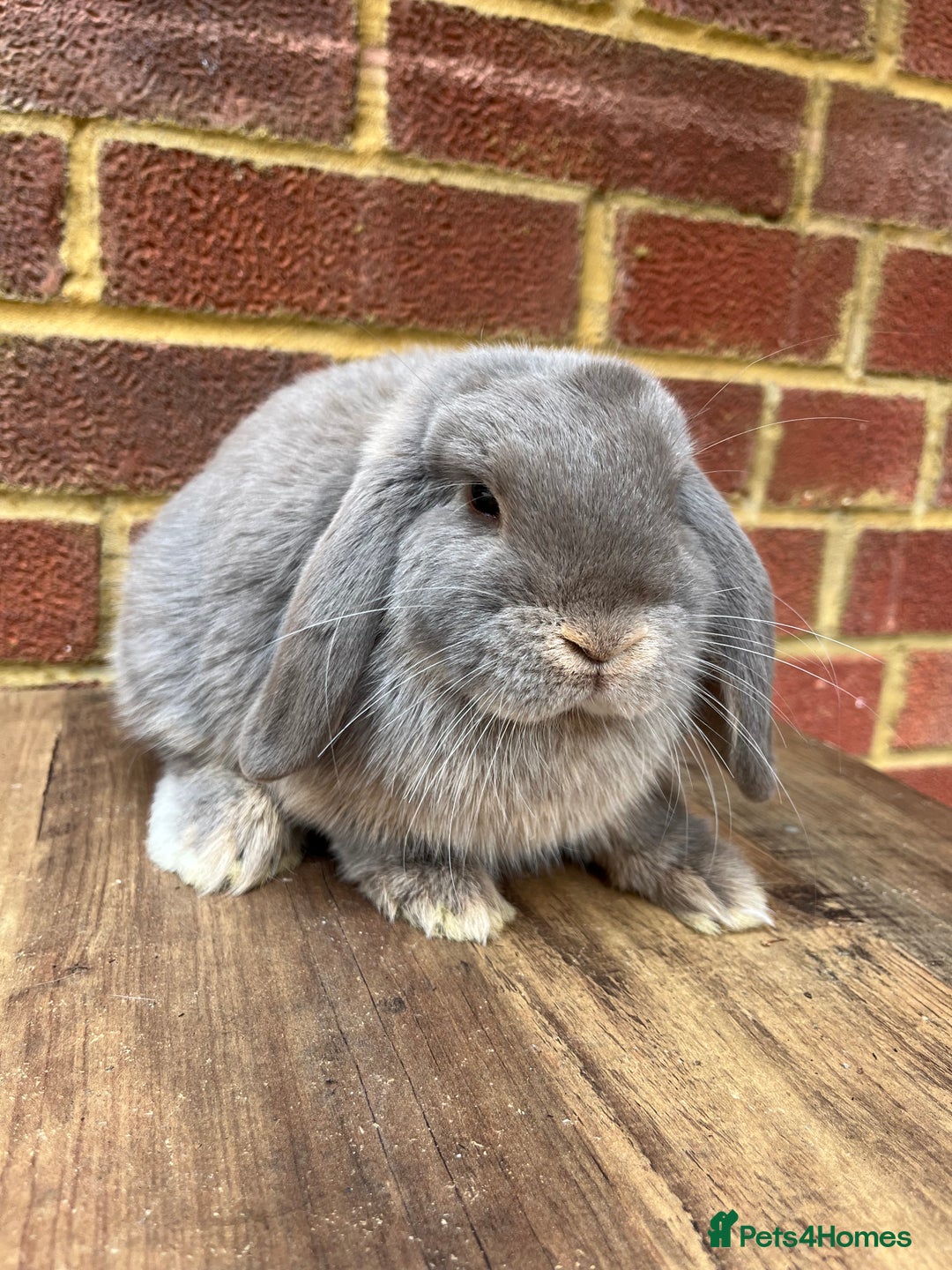 Mini Lop rabbits for sale: 5 month old male lilac otter - vaccinated - Image 3