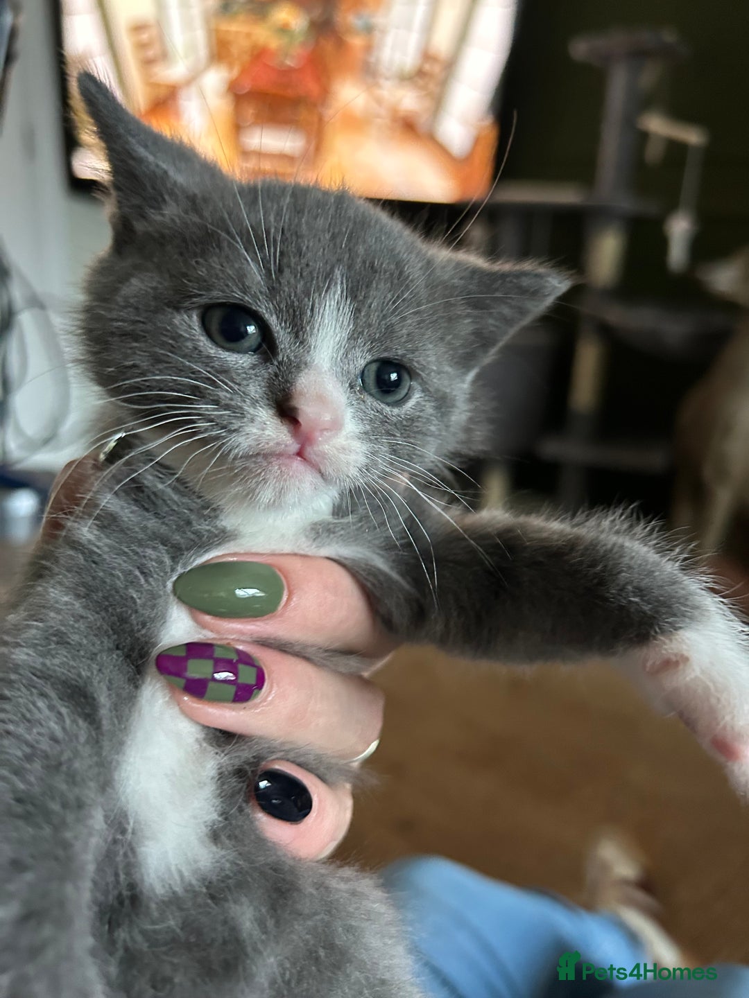 British Shorthair cats for sale: British blue  - Image 7