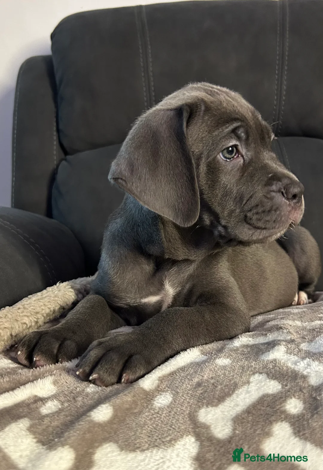 Cane Corso dogs for sale: Cane corso champion bloodline pups  - Advert 27