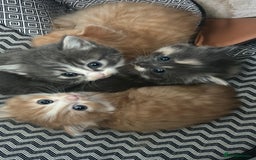 Mixed Breed cats for sale: Two male ginger kittens one female grey and beige  - Image 1