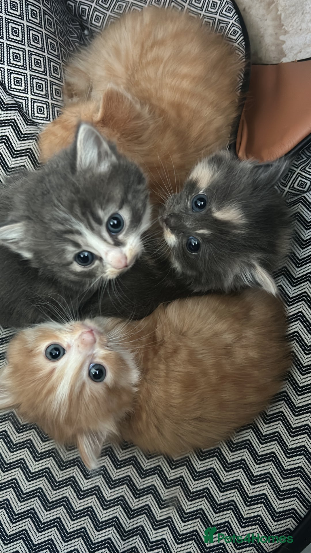 Mixed Breed cats for sale: Two male ginger kittens one female grey and beige  - Image 1