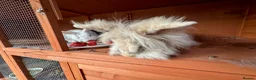 Lionhead rabbits for sale: Lionhead rehome in Solihull - Advert 6