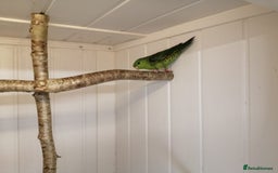 Parakeets birds for sale: Pair of Lineolated Parakeets  - Image 7