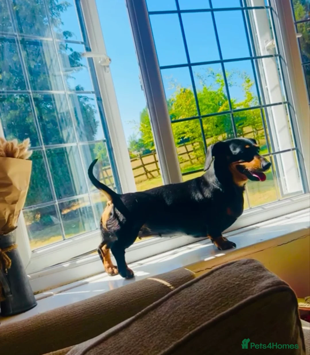 Miniature Dachshund dogs for sale: OUTSTANDING INSTAGRAM MINI DACHSHUNDS  - Advert 16