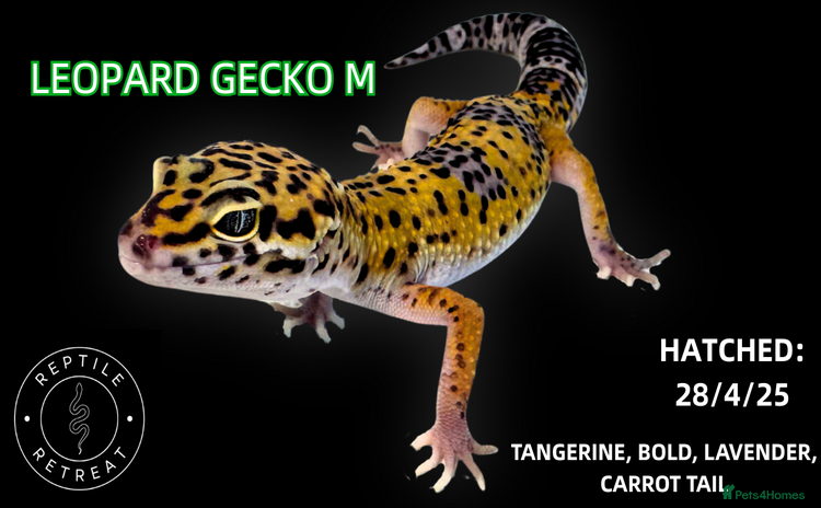 Leopard Gecko reptiles in Swadlincote - Advert 1