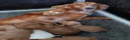 Cocker Spaniel dogs for sale: KC registered working Cocker Spaniel pups for sale - Advert 4
