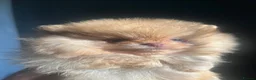 Pomeranian dogs for sale: Pomeranian babies for sale!!! - Advert 5