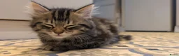 Mixed Breed cats for sale: Beautiful boy - Advert 4