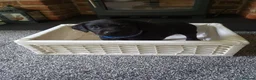 Labrador Retriever dogs for sale: WORKING BLACK LABRADOR PUPPIES-DRAKESHEAD LINE - Advert 16