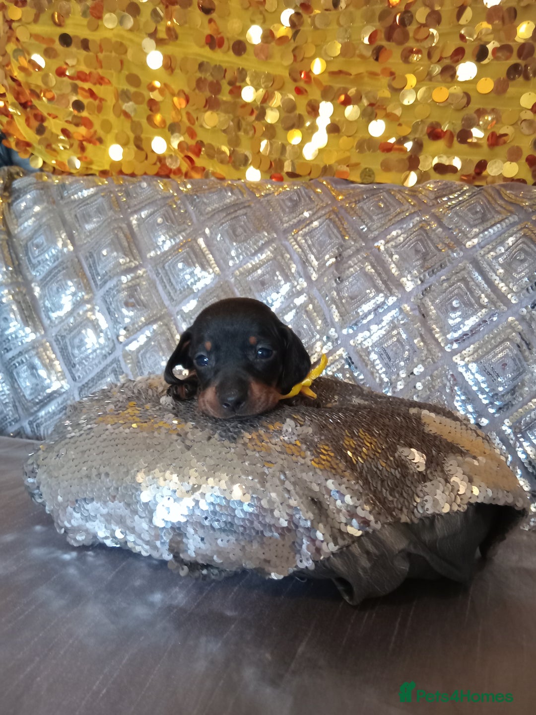 Miniature Dachshund dogs for sale: 7 MINIATURE DUSCHUND PUPPIES 🐶  - Image 7