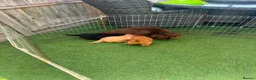 Cockapoo dogs for sale: F1 toy cockatoo puppies DNA clear parents  in Wokingham - Advert 16