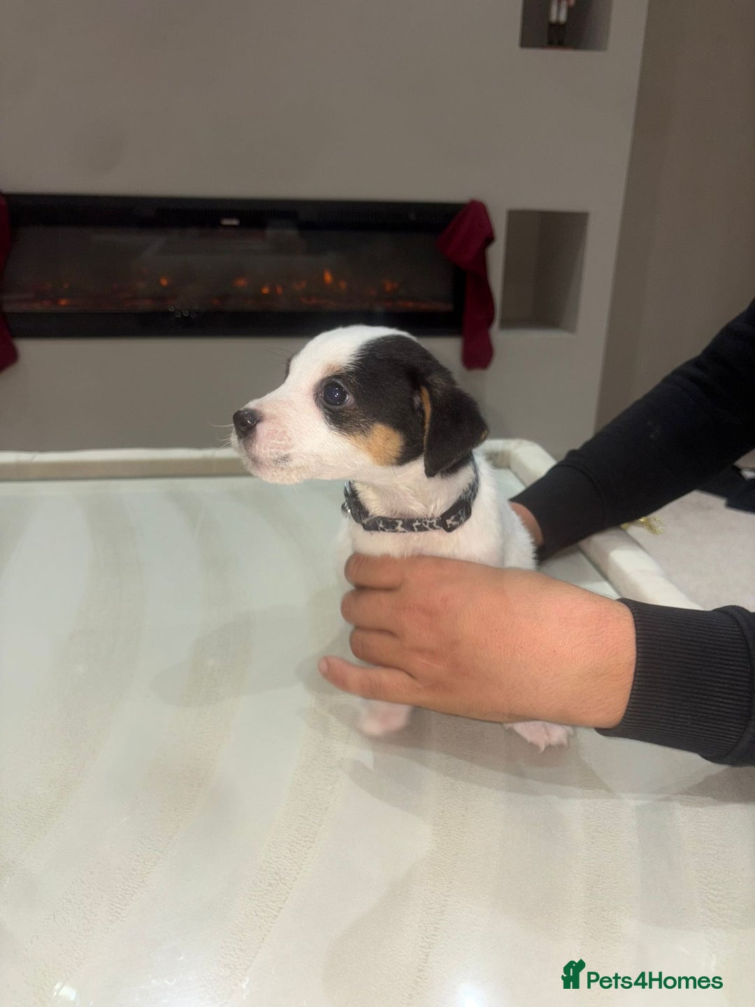 Jack Russell dogs for sale: Beautiful Jack Russell puppies - Advert 3