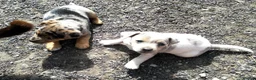 Jack Russell dogs for sale: Rare miniature Jack Russell puppies - Advert 7