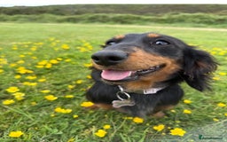 Miniature Dachshund dogs for sale: Beautiful miniature dachshund girl  - Image 2