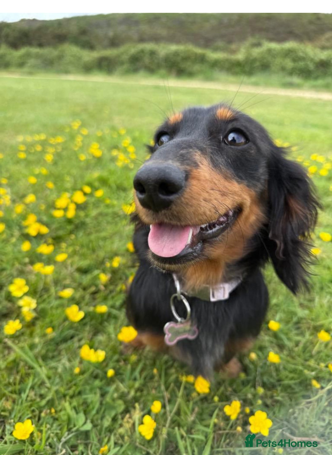 Miniature Dachshund dogs for sale: Beautiful miniature dachshund girl  - Image 2