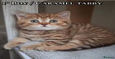 British Shorthair cats British kittens  - Advert 13