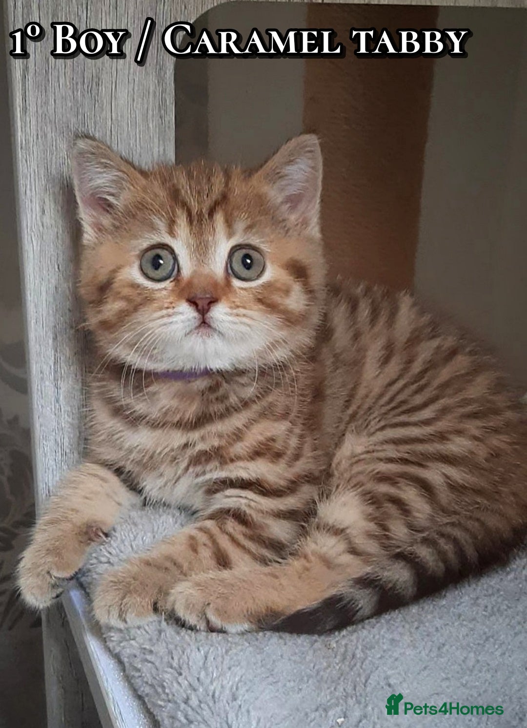 British Shorthair cats for sale: British kittens  - Advert 1