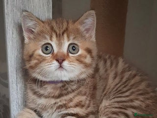 British Shorthair cats British kittens - Advert 6