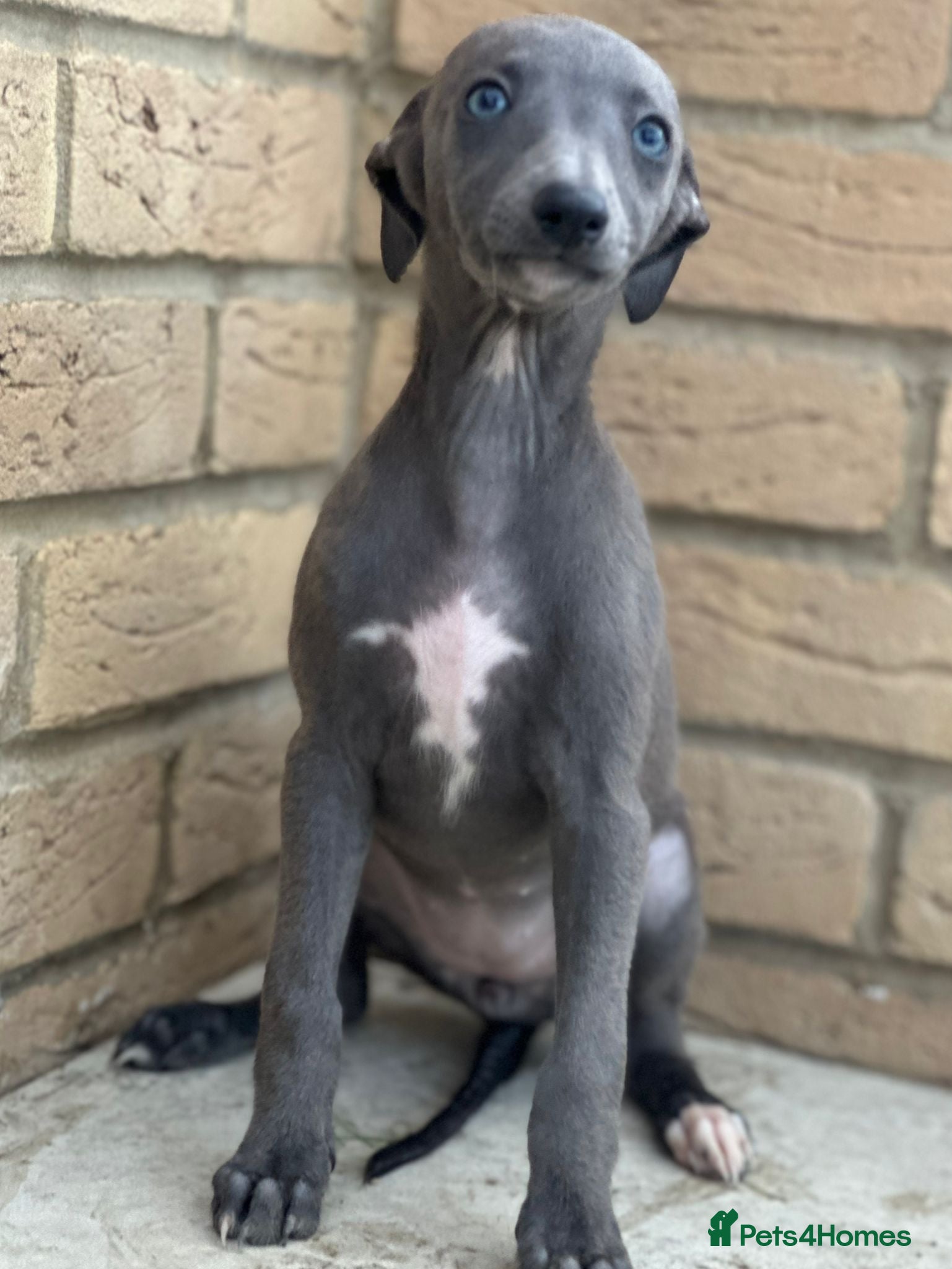Whippet dogs for sale: Whippet pups ready now! - Advert 13