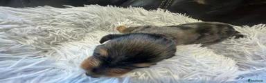Black and Tan Dapple Boy