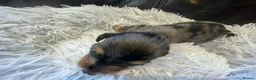 Miniature Dachshund dogs for sale: Beautiful Purebred Miniature Dachshund Puppies 🐾 - Advert 29