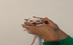 Devon Rex cats for sale: ❤️Devon rex kittens available 😻 - Image 17