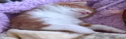 Mixed Breed cats for sale: Kitten Ginger Male Hand reared - Advert 9