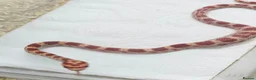 Corn Snake reptiles for sale: Corn snake  in Leicester - Advert 26