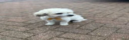 Bichon Frise dogs for sale: Male Bichone - Advert 5