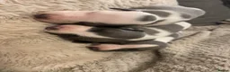 Whippet dogs for sale: ⭐️⭐️beautiful whippet pups ⭐️⭐️ in Pencader - Advert 5