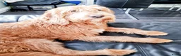 Australian Labradoodle dogs for sale: 🐾 7 Gorgeous Australian Labradoodle  - Advert 14