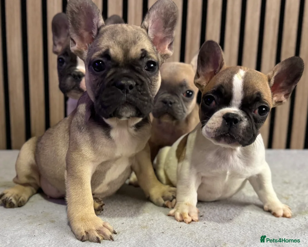 French Bulldog dogs for sale: KC REGISTERED FRENCH BULLDOG 🐶 - Advert 22