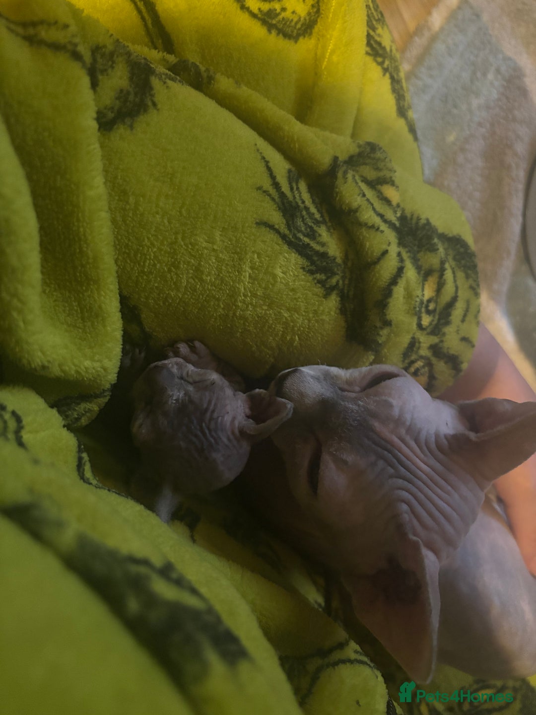 Sphynx cats for sale: Boy and girl syphnx  - Image 13