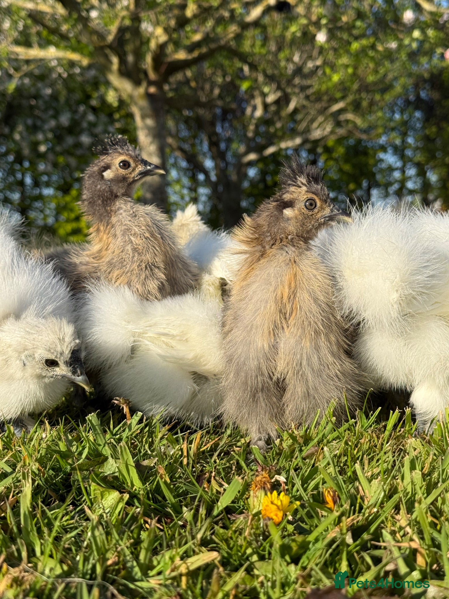 Chickens poultry Silkie Chicks  - Advert 2