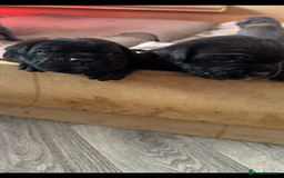 Cane Corso dogs for sale: Beautiful Cane Corso puppies  - Image 4