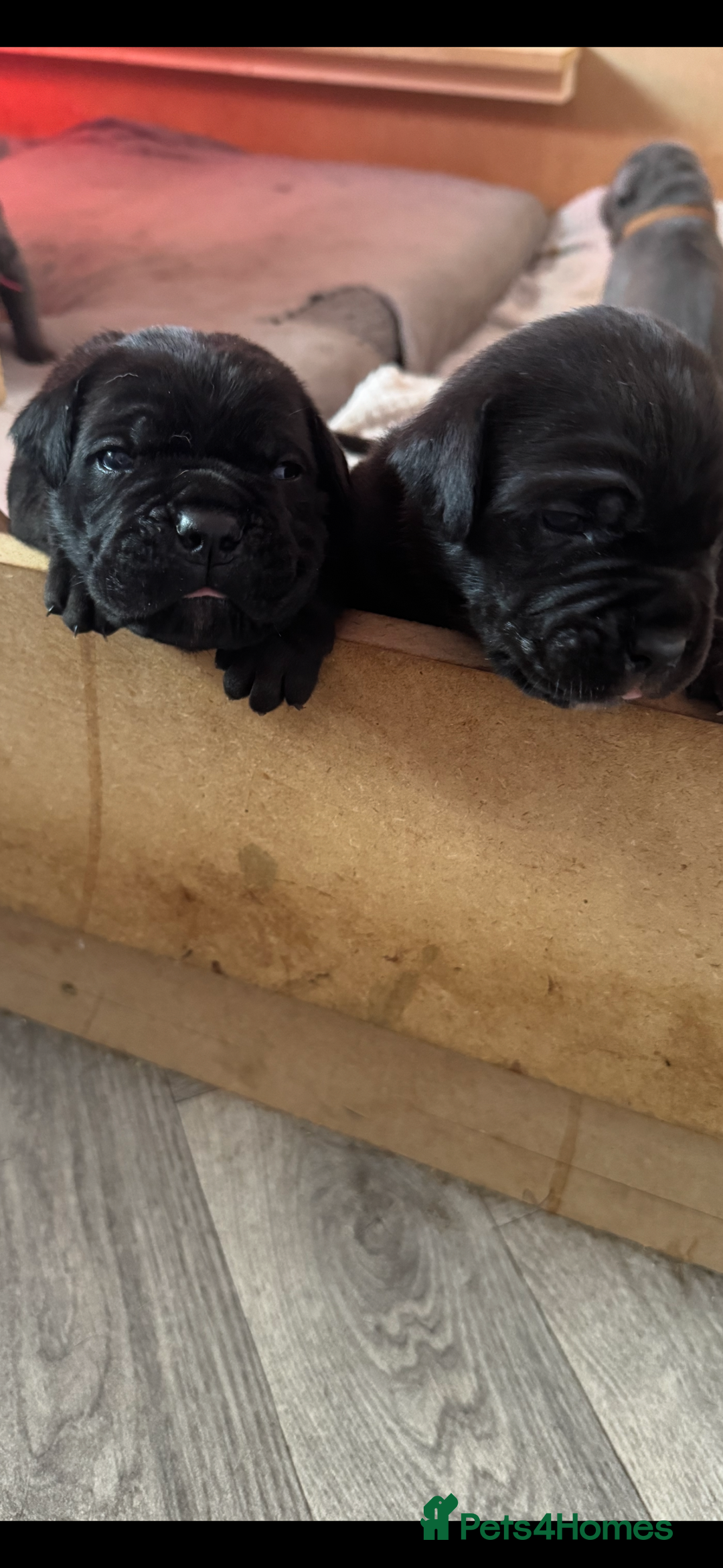 Cane Corso dogs for sale: Beautiful Cane Corso puppies  - Image 4